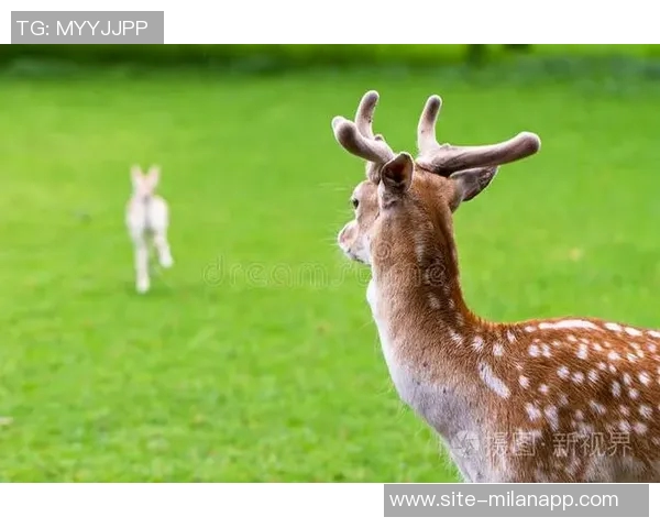 记者分析无字鹿获胜背后的深远意义彰显雄鹿实力不容忽视